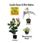 Bitkim Sende Yoğun Kokulu Leylak Ağacı Fidanı+Mor Salkım Ağacı Fidanı Mezem Çiçeği Hediyeli Peyzaj Seti