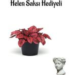 Bitkim Sende Zarif Yapraklı Kırmızı Renk Hostes Çiçeği Kadınlar Gününe Özel Helen Saksı Hediyeli