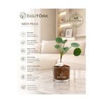 BitkiTÜRK 🌿 Kil Bilye Kültüründe Midi Pilea | Cam Vazoda Canlı Pilea Bitkisi | Modern Dekoratif Ofis, Salon ve Banyo Bitkisi