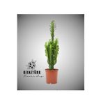 BitkiTÜRK - Süt ağacı( 40_60 cm) euphorbia trigon Kaktüs
