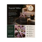 BitkiTÜRK Toprak Yıldızı İthal Sukulent – Dekoratif Saksılı Premium İç Mekan Bitkisi