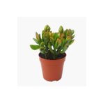 Bizgetiriyoruz Crassula Ovata Hobbit Para Ağacı Feng Shui Sukulent