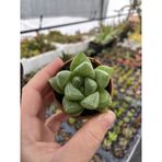 Blacksand Haworthia 1 Adet