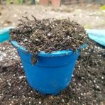 Bluberry Yaban Mersini Toprağı 30 Litre