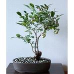 Blueberry Bonsai Ağacı 10+ Tohum