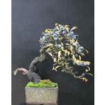 Blueberry Bonsai Ağacı 10+tohum Saksı Toprak Seti
