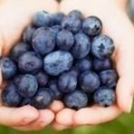 Blueberry Yaban Mersini Tohumu 25+ Tohum