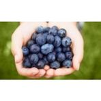 Blueberry Yaban Mersini Tohumu