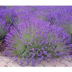 Blueviolet Moru Lavanta Fidanı Saksılı 3 Adet 10-20 Cm