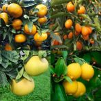 Bodur Aşılı Yediveren-Limon-Portakal-Kamkat-Mandalina Fidanı(4'lü Paket)
