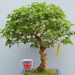 Bodur Beyaz Dut Bonzai Ağacı Tohumu 5 Adet Bonsai Ağacı Tohumu