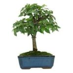 Bodur Beyaz Dut Bonzai Ağacı Tohumu 5 Tohum +Süpriz Bonsai Tohumu