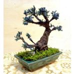Bodur Blueberry Bonzai Ağacı Tohumu Ekim Seti 5 Tohum +Saksı+Topr