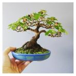 Bodur Bonsai Beyaz Dut Ağacı Tohumu Ekim Seti 5 Adet Tohum +saksı + Toprak