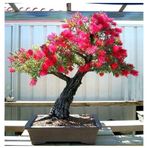 Bodur Bonsai Callistemon Bonsai Ağacı Tohumu Ekim Seti 5 Adet Tohum +saksı+toprak