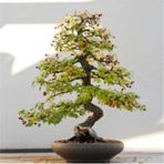 Bodur Bonsai Cennet Ağacı Tohumu Ekim Seti 5 Adet Tohum + Toprak + Saksı