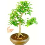 Bodur Bonsai Çınar Ağacı Tohumu 5 Adet Tohum Ekim Seti + Saksı + Toprak