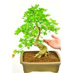 Bodur Bonsai Çınar Ağacı Tohumu 5 Adet Tohum