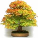 Bodur Bonsai Çınar Ağacı Tohumu 5 Tohum + Saksı + Toprak+Hediye T