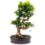 Bodur Bonsai Defne Ağacı Tohumu Akdeniz Defnesi Tohumu Ekim Seti 3 Adet Tohum + Toprak + Saksı