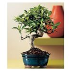 Bodur Bonsai Defne Ağacı Tohumu Ekim Seti 3 Tohum+Saksı+Toprak