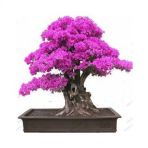 Bodur Bonsai Erguvan Ağacı Tohumu 5 Tohum +Hediye Tohum
