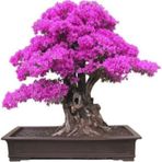 Bodur Bonsai Erguvan Ağacı Tohumu 5 Tohum +Saksı+Toprak+Hediye To