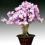 Bodur Bonsai Erik Ağacı Prunus Erik Ağacı Tohumu 2 Tohum+Hediye T