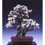 Bodur Bonsai Erik Ağacı Tohumu 2 Tohum +Saksı+Toprak+ Tohum