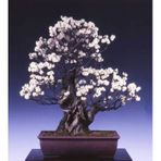Bodur Bonsai Erik Ağacı Tohumu 2 Tohum +Saksı+Toprak+Hediye Tohum