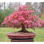 Bodur Bonsai Flamingo Ağacı Tohumu 5 Tohum Topraksaksıhediye T