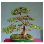 Bodur Bonsai Hambeles Ağacı Tohumu Murt Meyvesi Ağacı Tohumu 5 Adet Tohum
