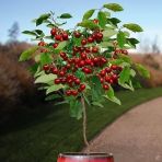 Bodur Bonsai İri Napolyon Kiraz Ağacı Tohumu 5 Tohum+Saksı+Toprak