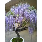 Bodur Bonsai Jakaranda Ağacı Tohumu 5 Adet Tohum