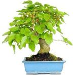 Bodur Bonsai Karadut Ağacı Tohumu 5 Tohum Ekim Seti + Saksı + Toprak