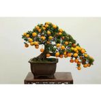 Bodur Bonsai Kayısı Ağacı Tohum 2 Tohum +Saksı+Toprak+ Tohu