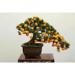 Bodur Bonsai Kayısı Ağacı Tohumu 2 Tohum + Tohum