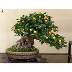 Bodur Bonsai Kayısı Ağacı Tohumu Bonsai Ağacıtohumu Ekim Seti 2 Adet Tohum + Saksı + Toprak