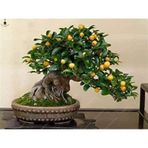 Bodur Bonsai Kayısı Ağacı Tohumu Bonzai Ağacıtohumu 2 Adet Tohum