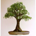 Bodur Bonsai Kıbrıs Akasyası Tohumu 5 Tohum + Süpriz Bonsai Ağacı