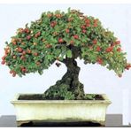 Bodur Bonsai Kırmızı Alıç Ağacı Tohumu Bonsai Ağacı Tohumu Ekim Seti 5 Adet Tohum +saksı+toprak