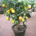 Bodur Bonsai Limon Ağacı Tohumu 5 Tohum + Hediye + Tohum
