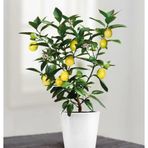 Bodur Bonsai Limon Ağacı Tohumu Ekim Seti 5 Adet Tohum + Saksı + Toprak