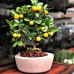Bodur Bonsai Mandalina Ağacı Tohumu 5 Tohum + Hediye Tohum