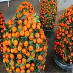 Bodur Bonsai Mandalina Ağacı Tohumu 5 Tohum+Toprak+Saksı+Hediye T