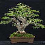 Bodur Bonsai Meşe Ağacı Tohumu Bonsai Tohumu 3 Tohum + Tohu
