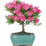 Bodur Bonsai Orkide Ağacı Tohumu Ekim Seti 5 Adet Tohum + Saksı + Toprak