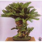 Bodur Bonsai Palmiye Ağacı Tohumu 3 Tohum + Spriz Hediye Tohum