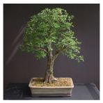Bodur Bonsai Sarı Alıç Ağacı Tohumu Alıç Tohumu Ekim Seti 5 Adet Tohum + Saksı + Toprak