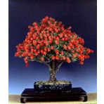 Bodur Callistemon Bonzai Ağacı Ekim Seti 5 Adet Tohum Saksı Toprak Kombin